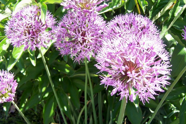 Product picture Purple flowers