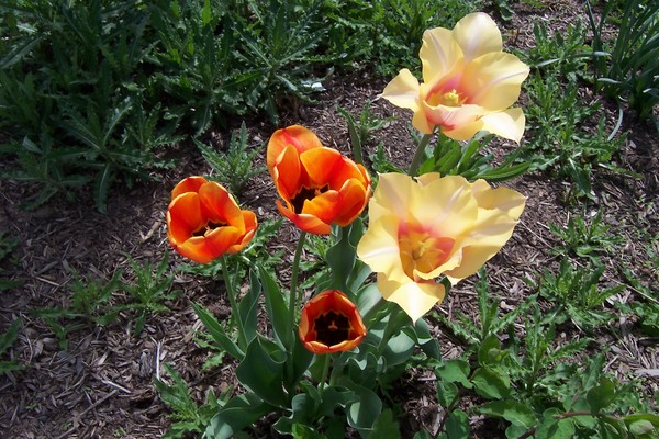 Product picture Tulips