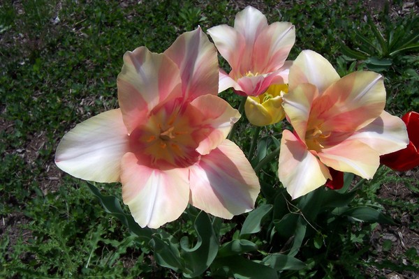 Product picture Tulips